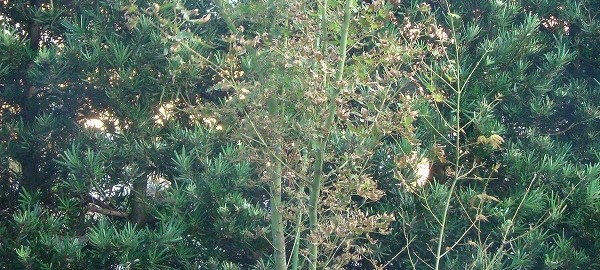 ヤマモミジ０９１０