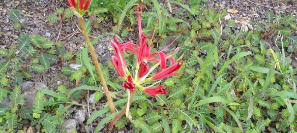 彼岸花０９０５ (1)