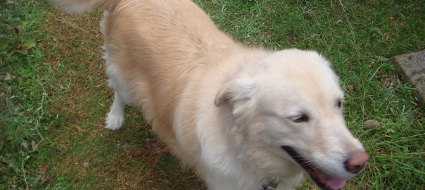 モコ１０１０ (1)