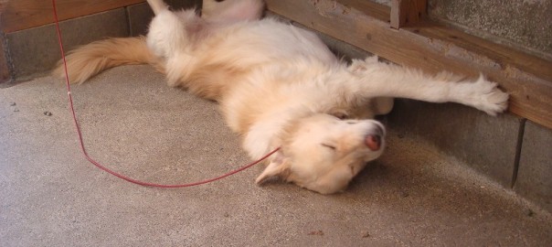 モコ爆睡１００３ (2)