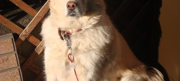 モコ１０１７ (1)