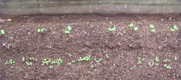 畑作り１０１０