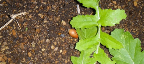 畑作り（番外編） (1)