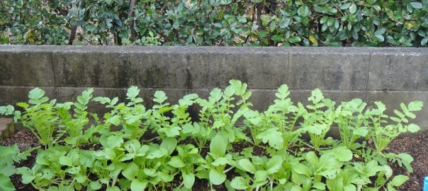 大根成長中１１１６ (1)