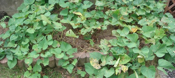 さつまいも収穫１１０５ (1)