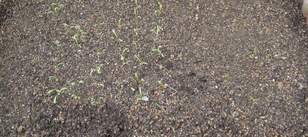 犯人は？１１１８ (2)