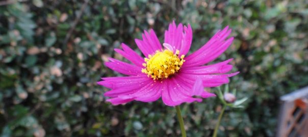 %e3%82%b3%e3%82%b9%e3%83%a2%e3%82%b9%ef%bc%91%ef%bc%91%ef%bc%91%ef%bc%96-2