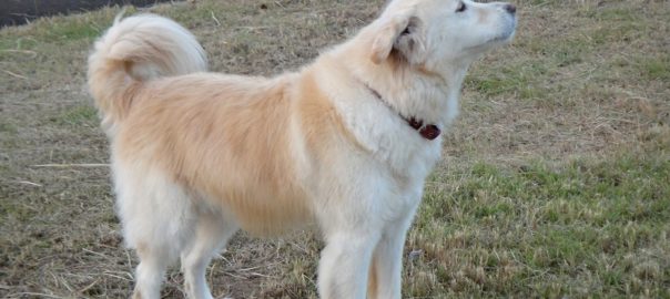 %e3%83%a2%e3%82%b3%ef%bc%91%ef%bc%91%ef%bc%90%ef%bc%96-42