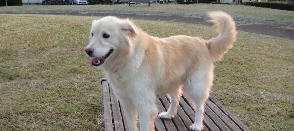 %e3%83%a2%e3%82%b3%ef%bc%91%ef%bc%91%ef%bc%90%ef%bc%96-1