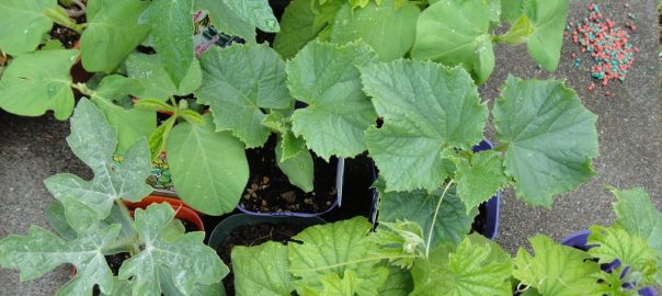 畑作り０４２１