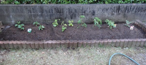 畑作り０４２３ (3)