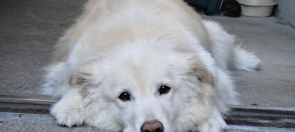 モコ０４２３ (14)