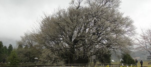 一心行の大桜０４０９ (12)