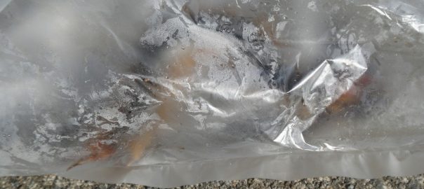 ムカデ０５３０