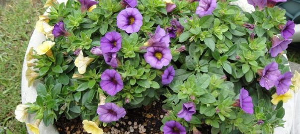 プランター０５２５ (5)