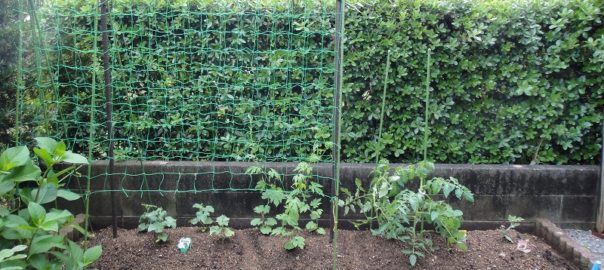 畑作り０５１３ (2)