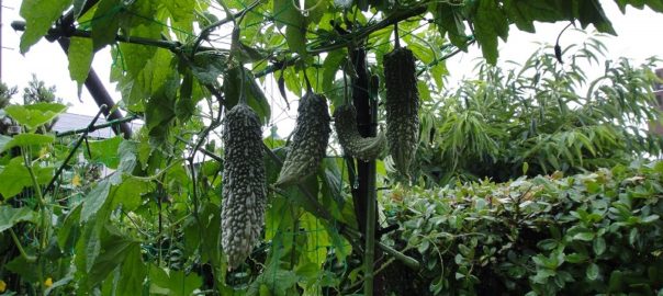 鈴なりゴーヤ０６２２