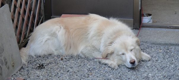 モコ０６０２ (1)