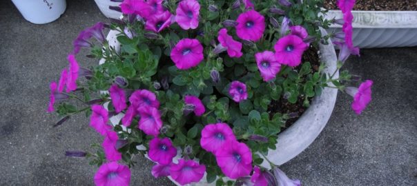 プランター０６０１