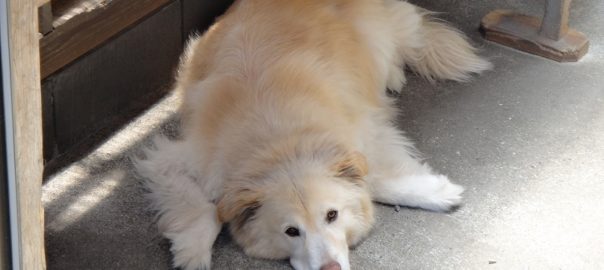 モコ０７０２ (1)