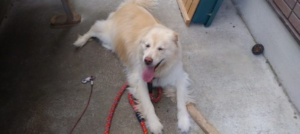 モコ０７０８ (1)