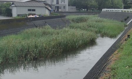 亀崎川０８０６