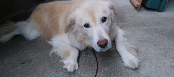 モコ１０１８ (2)